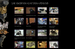 Die besten Katzenvideos
